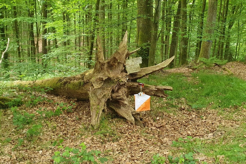 Postenimpression vom 2. Isar-Cup-OL: der Freisinger Forst bietet nicht nur dichtes Grün, sondern auch offene Hochwaldbereiche.